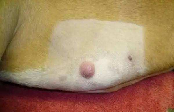 개의 덩어리, 성장 및 낭종