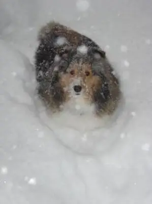 Soins appropriés pour les chiens à l'extérieur en hiver