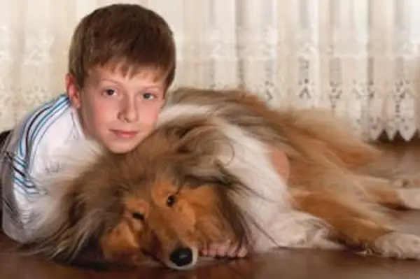 Menino com seu cão pastor de Shetland