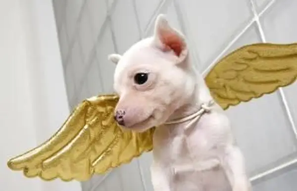 天使の羽を持つ犬