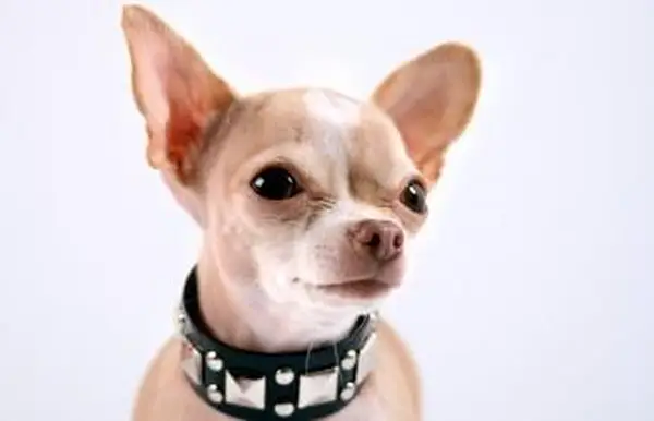 パンクの襟を身に着けているチワワ