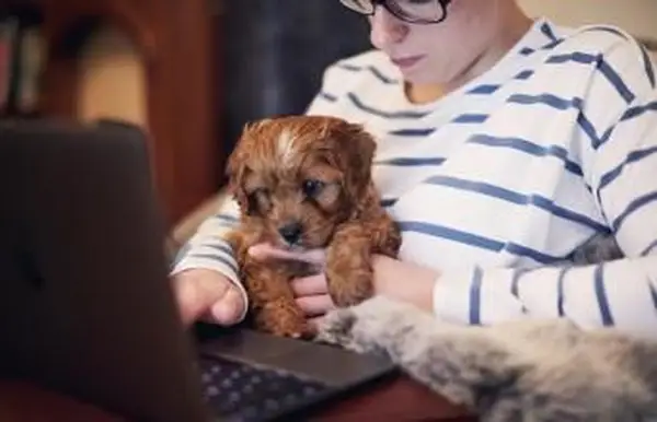 53の創造的な雌犬の名前