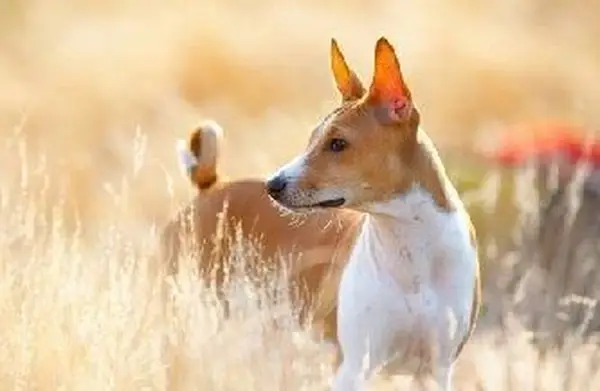 Basenji 개 이미지