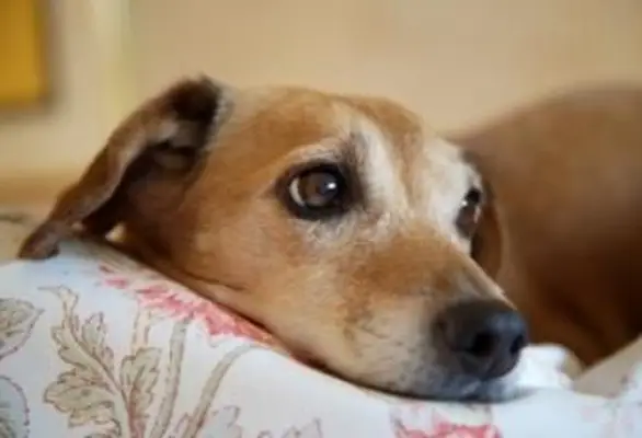 세계에서 가장 오래된 개들의 예