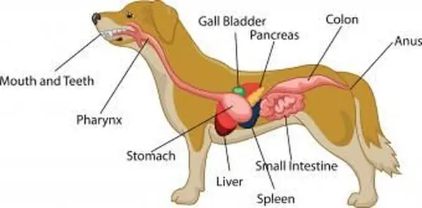sistema digestivo de la anatomía del perro