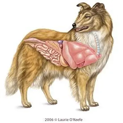 Otra vista de los órganos internos; Usado con permiso de Laurie O