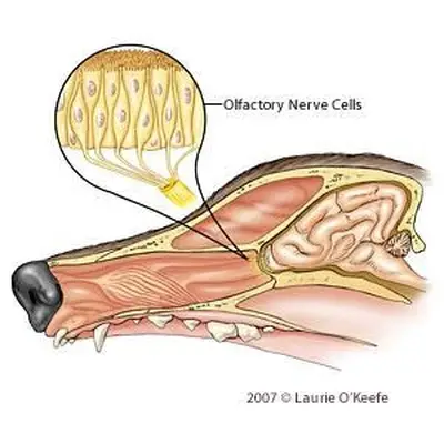 Sistema olfativo; Usado con permiso de Laurie O