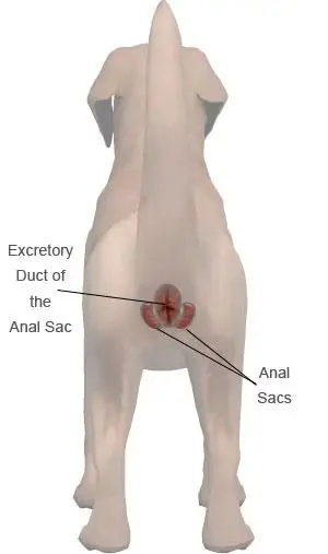 Sistema de glándulas anales para perros