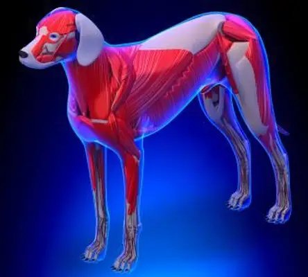 Anatomía muscular de un perro