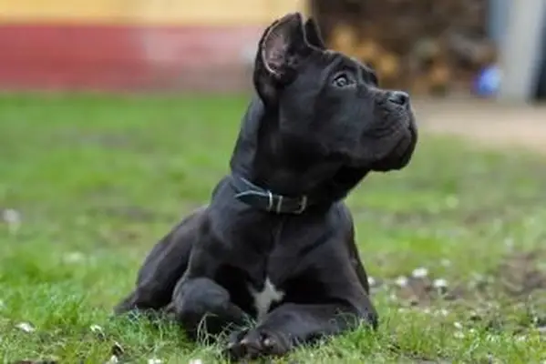 지팡이 Corso 강아지