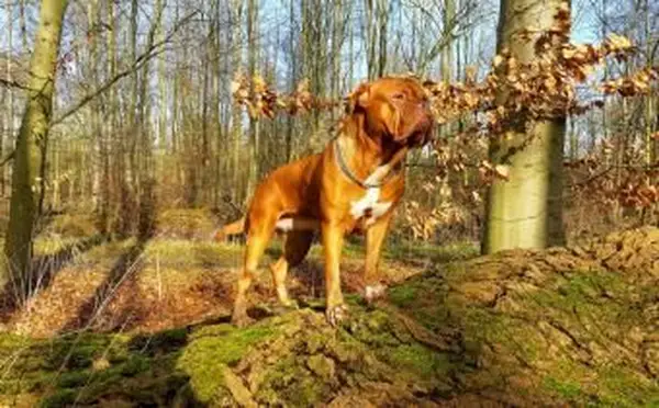 Dogue de Bordeaux 일명 French Mastiff