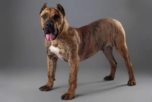 프레 사 카나 리오