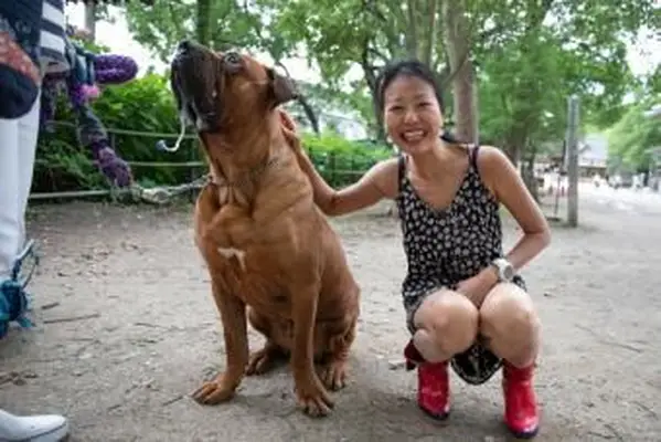 여자에 의해 쓰다듬어 침을 흘리는 토사 이누