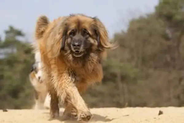 Leonberger