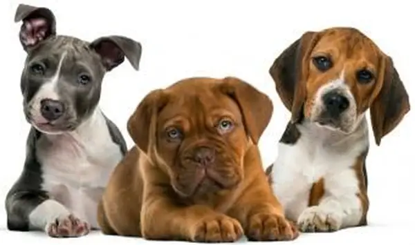 200 grands noms de chiens