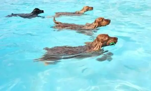 Cães nadando em uma piscina iluminada
