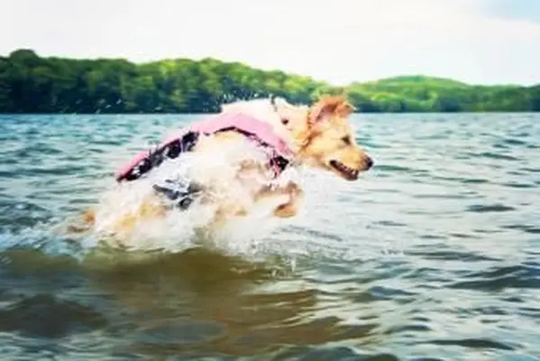 Cachorro com colete salva-vidas pulando no mar