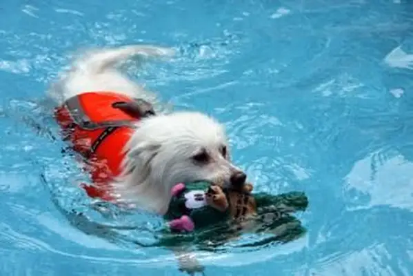 Onde posso levar meu cachorro para nadar?