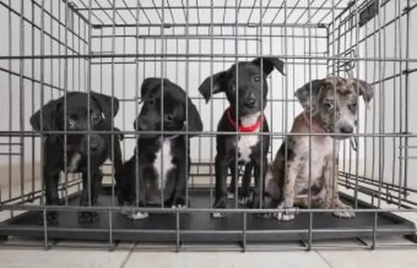 판매용 개를 찾을 수있는 곳