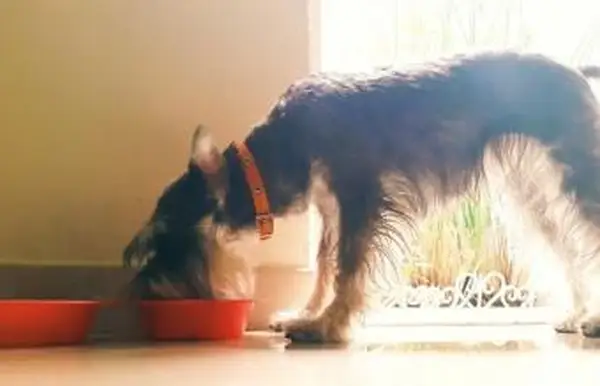 Karmienie psów sznaucerów w domu