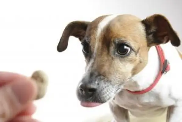 Golosinas para perros con cálculos en la vejiga