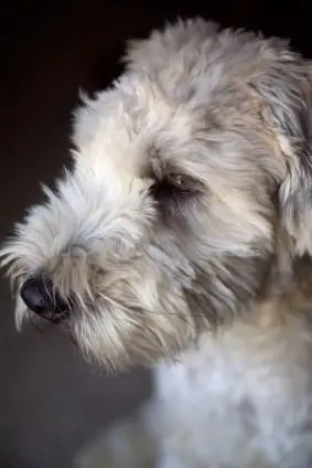 terrier de trigo de capa blanda
