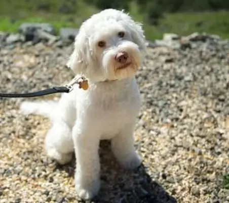 Siedzący Bichon Frise Pies