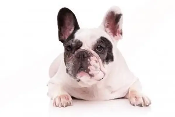 Biały buldog francuski odwraca wzrok