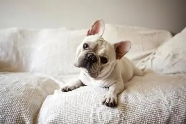 Rettungsgruppen für französische Bulldoggen