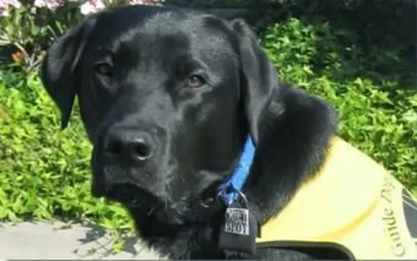 슬라이드 온 애완 동물 ID 태그