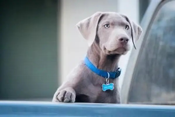 인식표 옵션 및 해당 위치