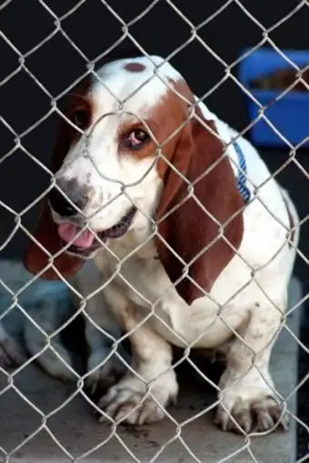 Conseils pour empêcher les chiens de salir le patio