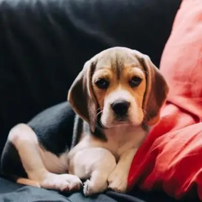 https://cf.ltkcdn.net/dogs/images/slide/248728-850x850-10-mini-beagle-puppy-pictures.webp