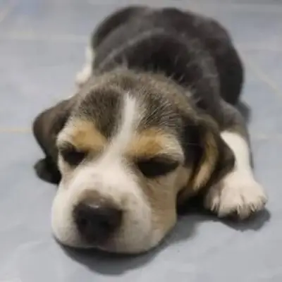 https://cf.ltkcdn.net/dogs/images/slide/248729-850x850-11-mini-beagle-puppy-pictures.webp