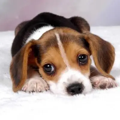 https://cf.ltkcdn.net/dogs/images/slide/248730-850x850-12-mini-beagle-puppy-pictures.webp