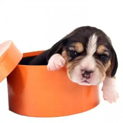 https://cf.ltkcdn.net/dogs/images/slide/248733-850x850-2-mini-beagle-puppy-pictures.webp