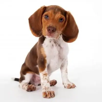 https://cf.ltkcdn.net/dogs/images/slide/248725-850x850-7-mini-beagle-puppy-pictures.webp