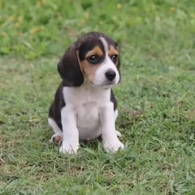 https://cf.ltkcdn.net/dogs/images/slide/248726-850x849-8-mini-beagle-puppy-pictures.webp