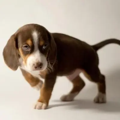 https://cf.ltkcdn.net/dogs/images/slide/248727-850x850-9-mini-beagle-puppy-pictures.webp