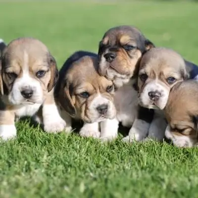 Rozkošné obrázky šteniatka Mini Beagle