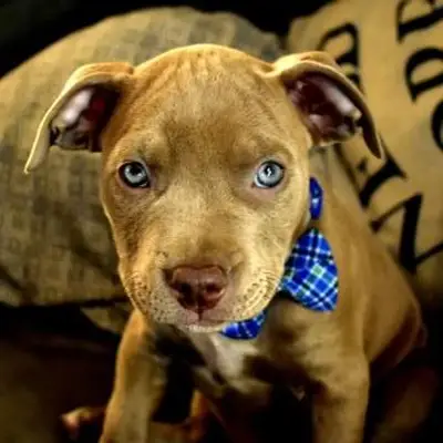 https://cf.ltkcdn.net/dogs/images/slide/243137-850x850-10-pit-bull-puppy-pictures.webp