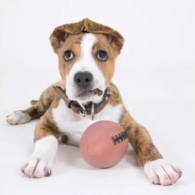 https://cf.ltkcdn.net/dogs/images/slide/243144-850x850-6-pit-bull-puppy-pictures.webp