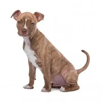 https://cf.ltkcdn.net/dogs/images/slide/243145-850x850-7-pit-bull-puppy-pictures.webp