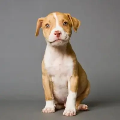 https://cf.ltkcdn.net/dogs/images/slide/243136-850x849-9-pit-bull-puppy-pictures.webp