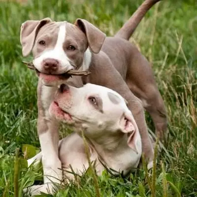 תמונות גור פיטבול