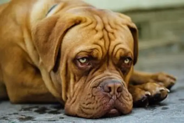 https://cf.ltkcdn.net/dogs/images/slide/208207-850x567-Dogue-De-Bordeaux.webp