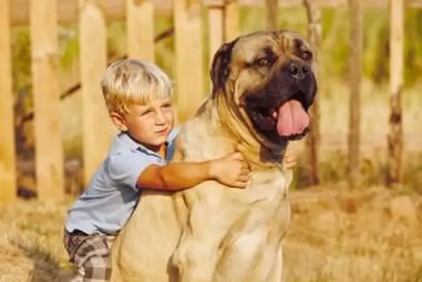 https://cf.ltkcdn.net/dogs/images/slide/208208-850x567-Little-boy-with-large-dog.webp