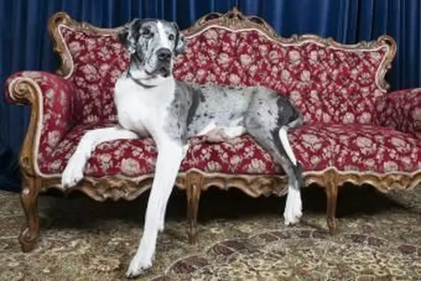 https://cf.ltkcdn.net/dogs/images/slide/208199-850x567-Great-Dane.webp