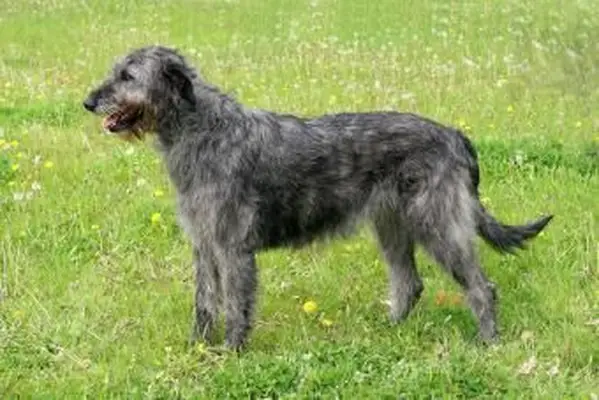 https://cf.ltkcdn.net/dogs/images/slide/208201-850x567-Irish-Wolfhound.webp