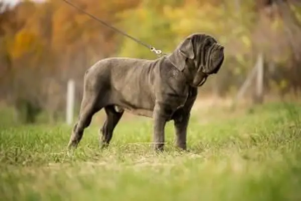 https://cf.ltkcdn.net/dogs/images/slide/208202-850x567-NEOPOLITAN-MASTIFF.webp